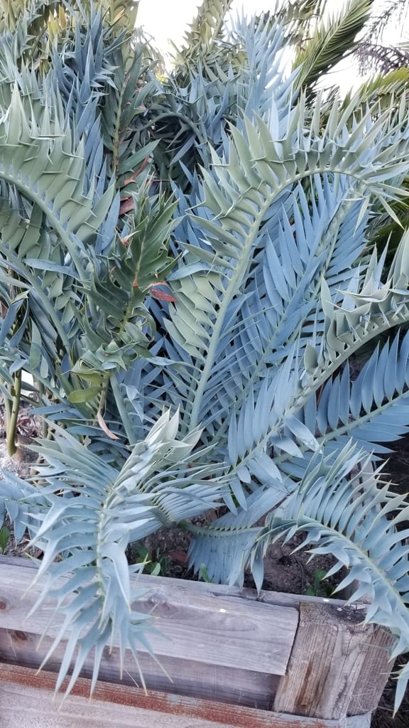 Encephalartos trispinosus — Bushman's River Cycad — Cycads